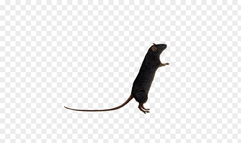 Crawling Mouse Brown Rat Black Rodent PNG