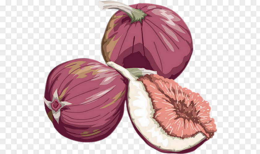 Fig. Fruit Drawing Common Fig PNG