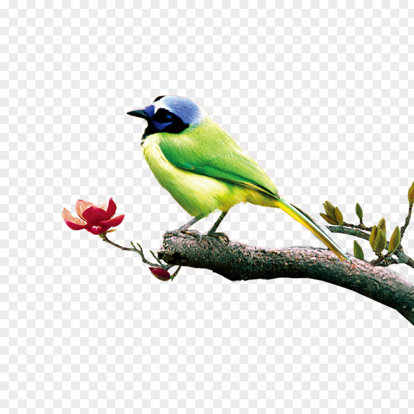 Green Birds Poster Chinoiserie PNG