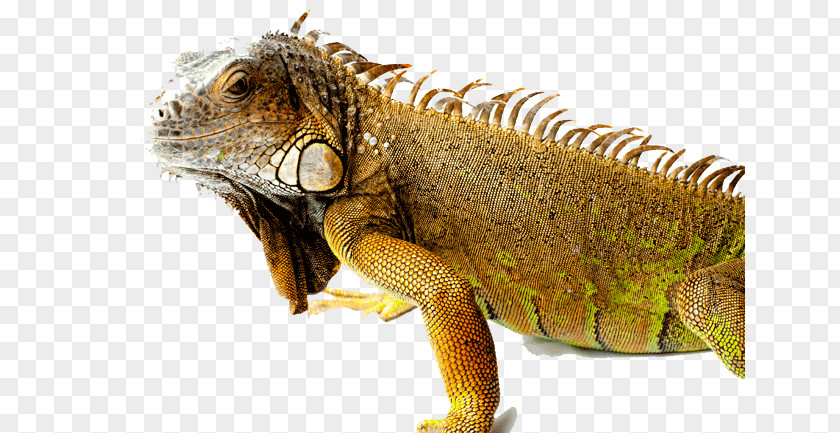 Lizard Reptile Iguanas Chameleons Green Iguana PNG