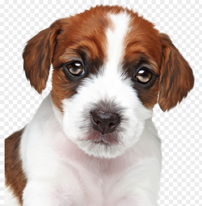 Puppy Kooikerhondje Maltese Dog Bolognese Havanese PNG