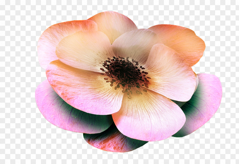 Rose Magnolia Family PNG