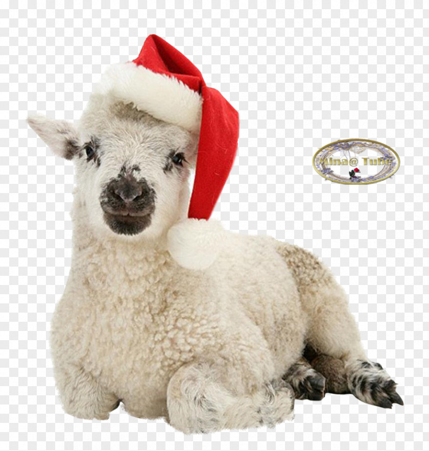 Sheep Alpaca Llama Stuffed Animals & Cuddly Toys Snout PNG