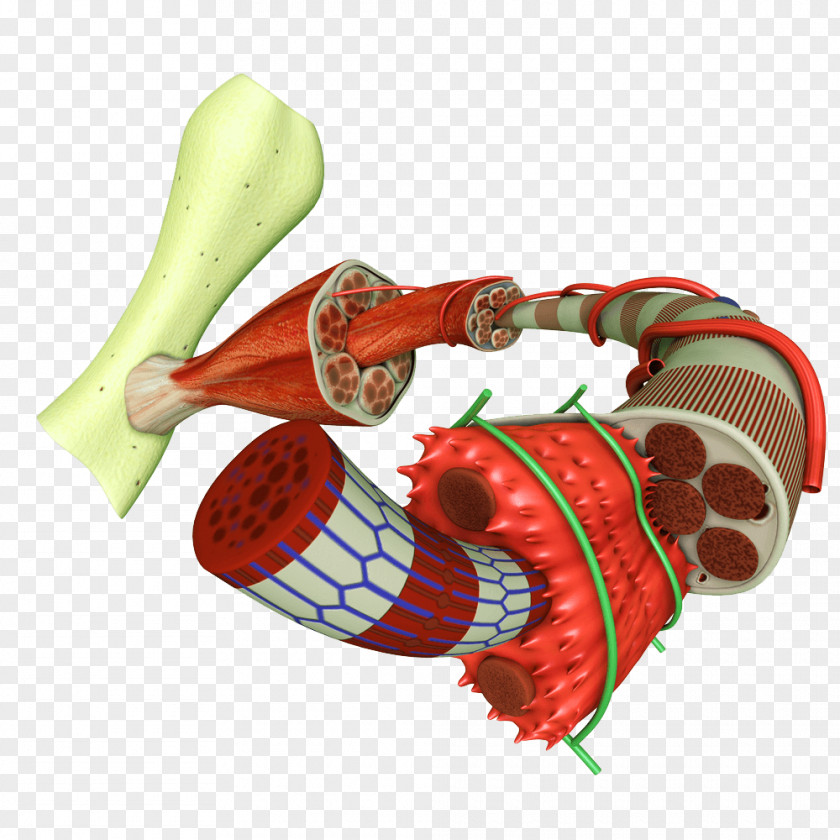 Tejido Smooth Muscle Tissue Muscular System PNG
