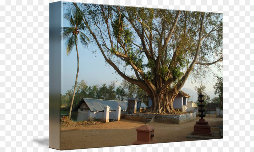 Tree Thiruvananthapuram Alappuzha Kathakali Wood PNG