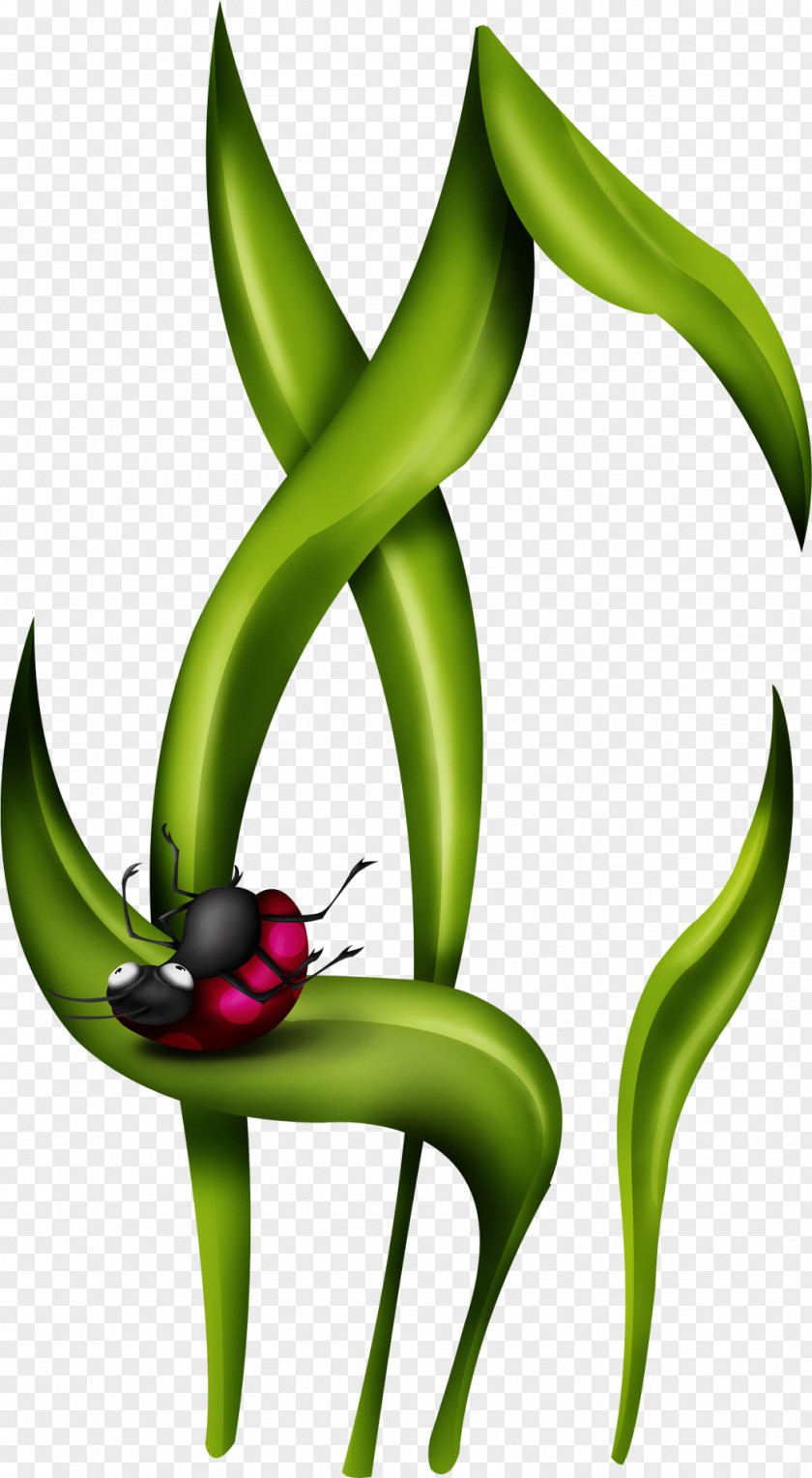 Cartoon Green Leaves Ladybug Coccinella Septempunctata Drawing Leaf Clip Art PNG