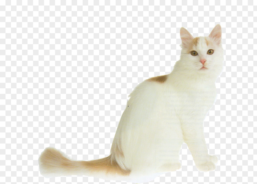 Kitten Turkish Van Angora Cat British Shorthair Longhair PNG