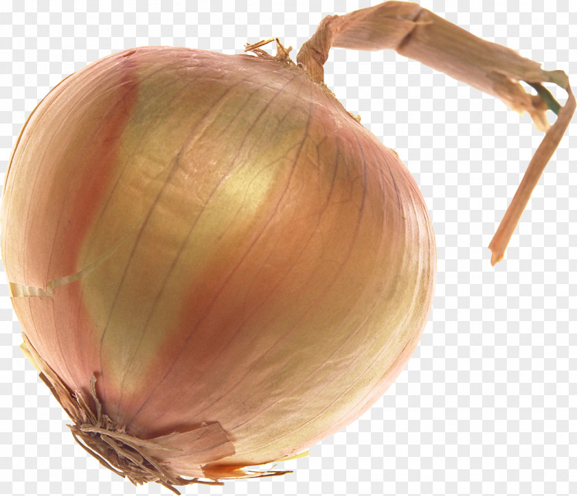 Onion Image Yellow Shallot PNG