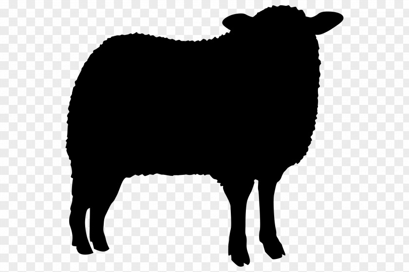 Sheep Agneau Cat Clip Art PNG