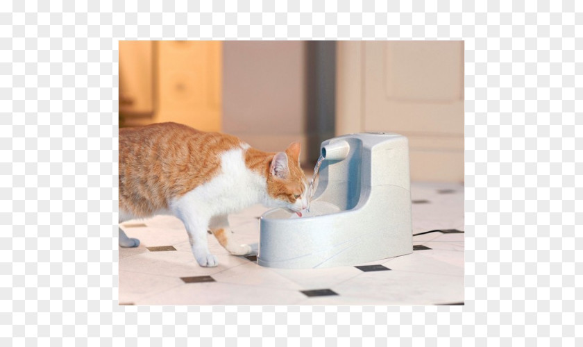 Cat Dog Whiskers Drinking Fountains PNG