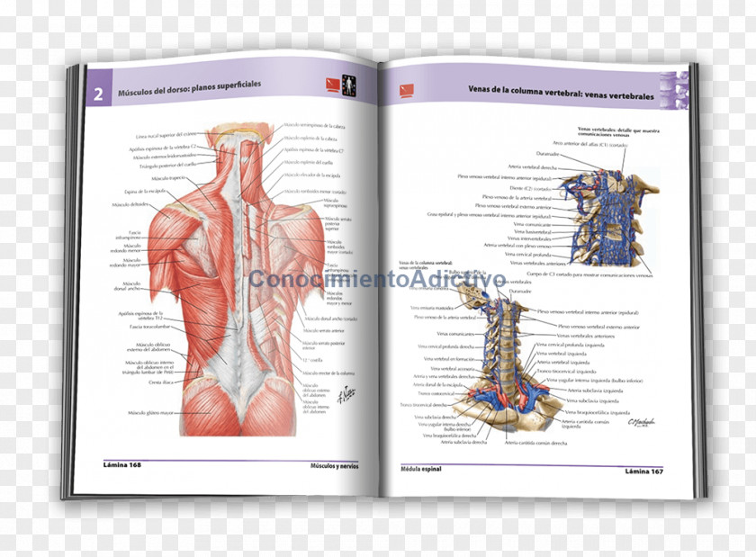 Frank H Netter Shoulder Muscle Human Back Organism Font PNG