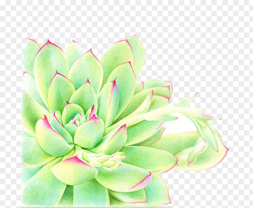 Ji Lin Fleshy Baby Succulent Plant Watercolor Painting PNG