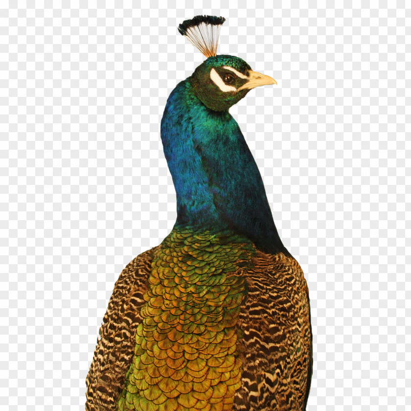 Peacock Krishna Bird Feather Peafowl Beak PNG
