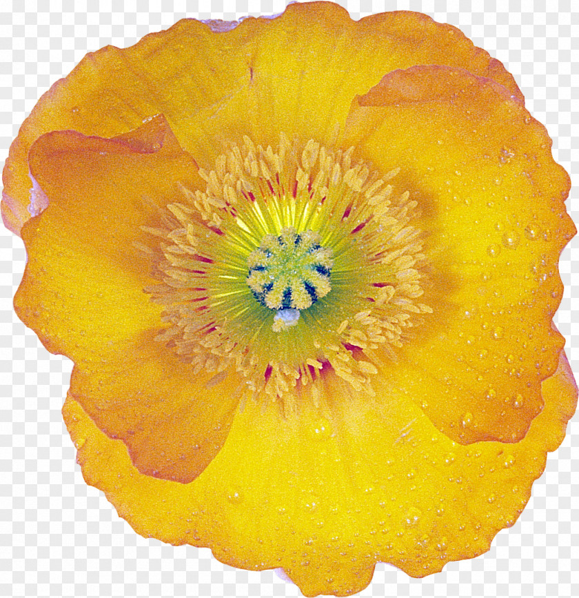 Poppy File Flower Drawing Image PNG