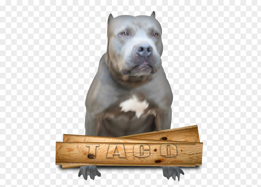 American Bull Dog Breed Pit Terrier Staffordshire PNG