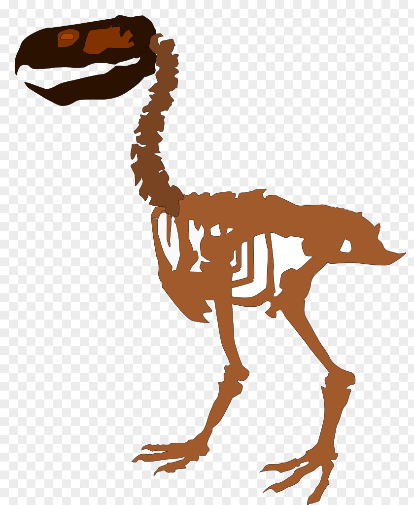 Bird Velociraptor Extinction Paraphysornis Phorusrhacos PNG