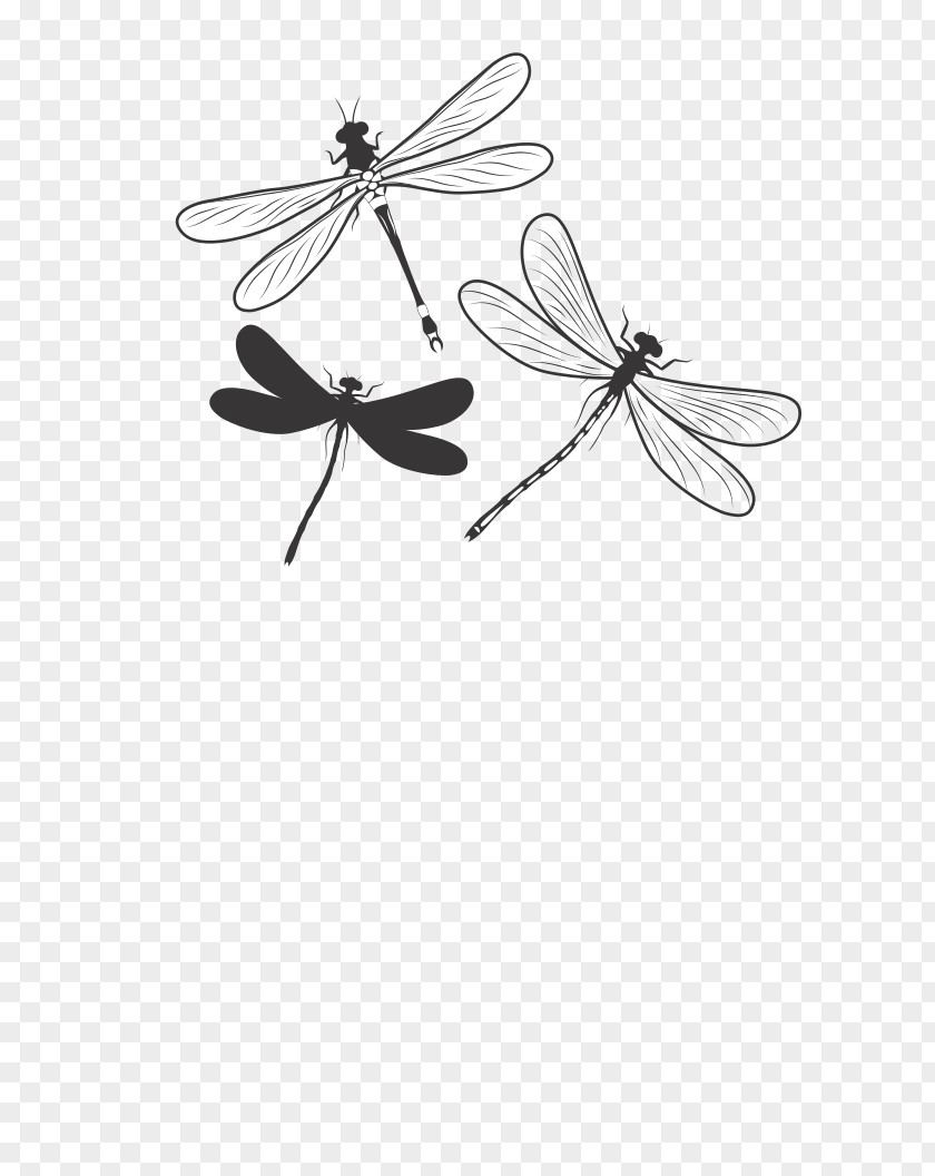 Dragon Fly Insect Butterfly Pollinator Monochrome Photography Black And White PNG