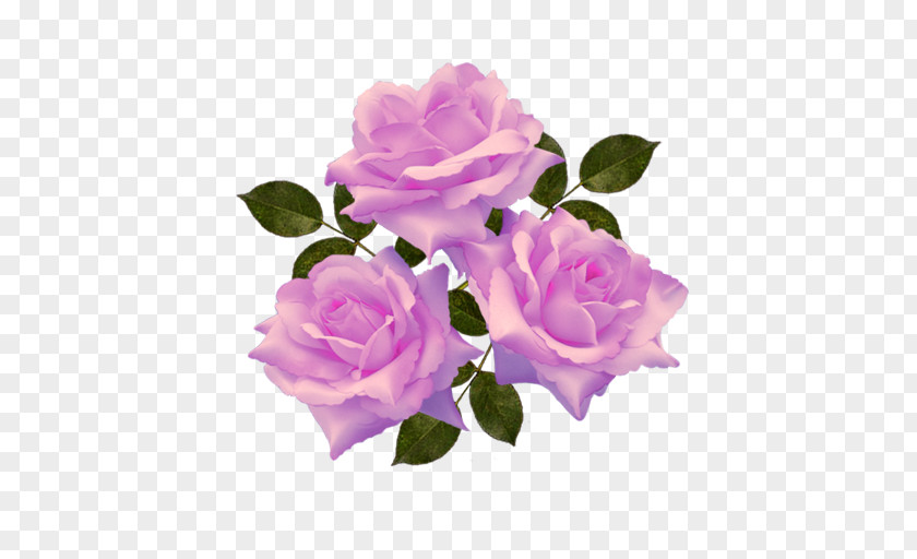 Flower Garden Roses Cabbage Rose Floribunda Cut Flowers PNG
