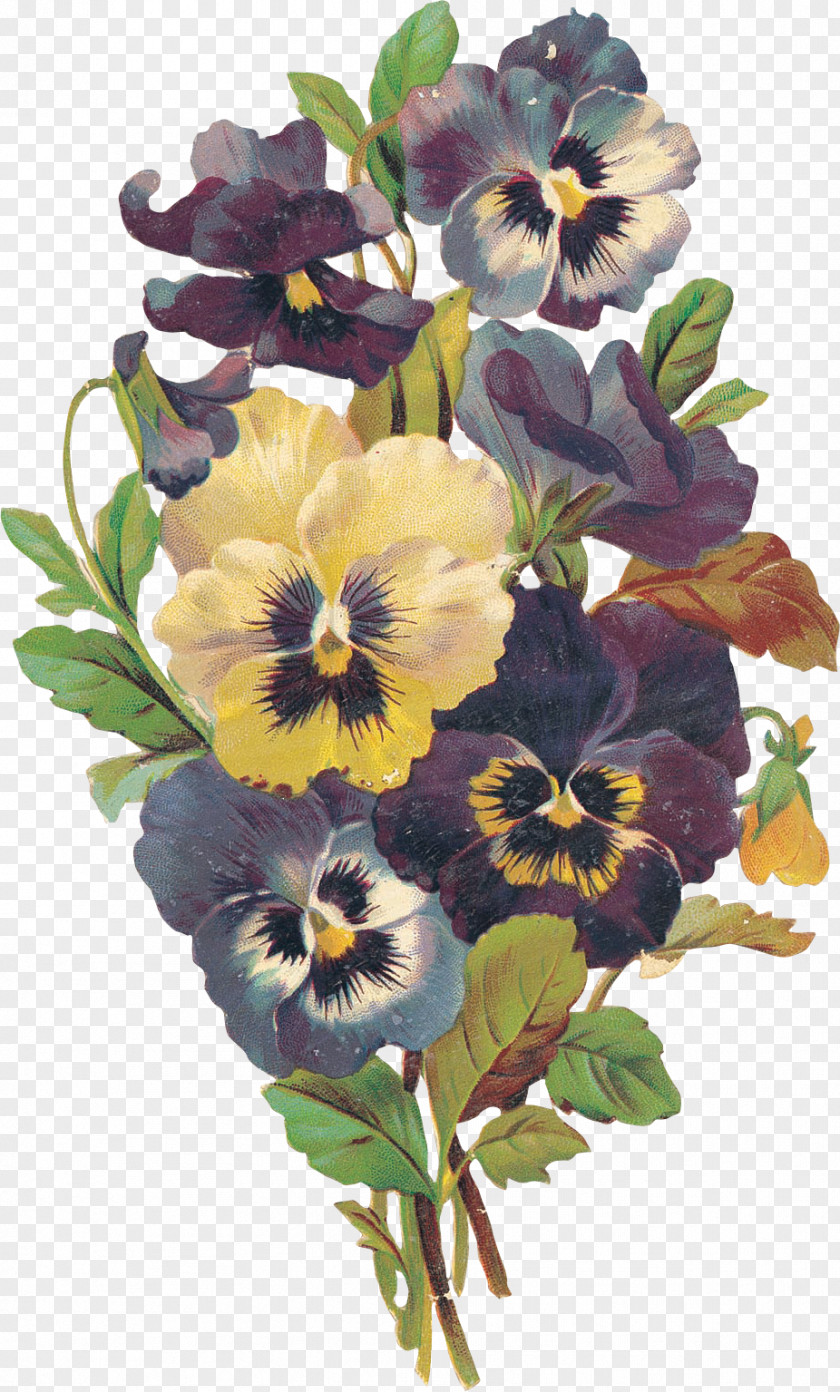 Flower Pansy Violet Blume PNG