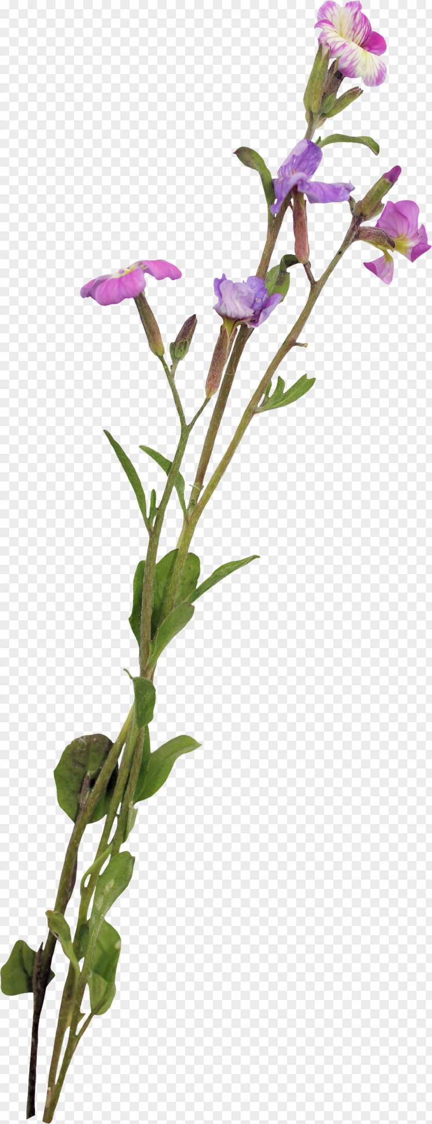 Free Buckle Morning Glory Cut Flowers Plant Stem Tulip Sweet Pea PNG