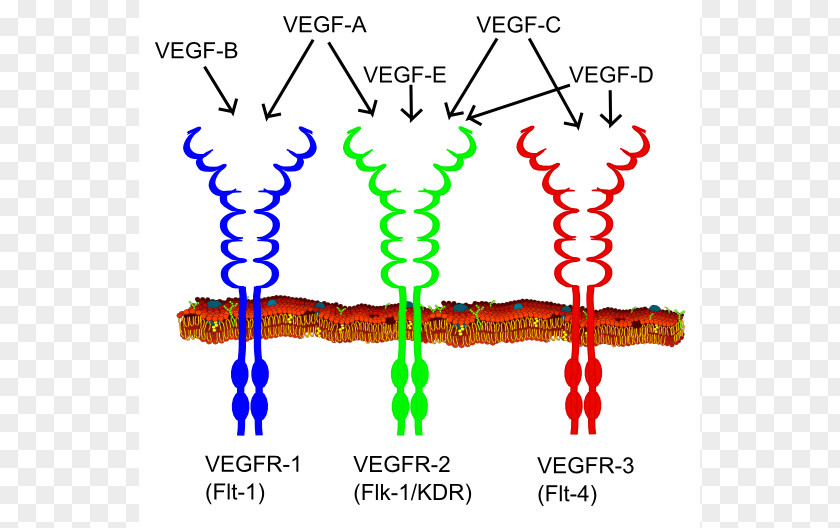 Macrophage Cliparts Vascular Endothelial Growth Factor VEGF Receptor Tyrosine Kinase Angiogenesis PNG