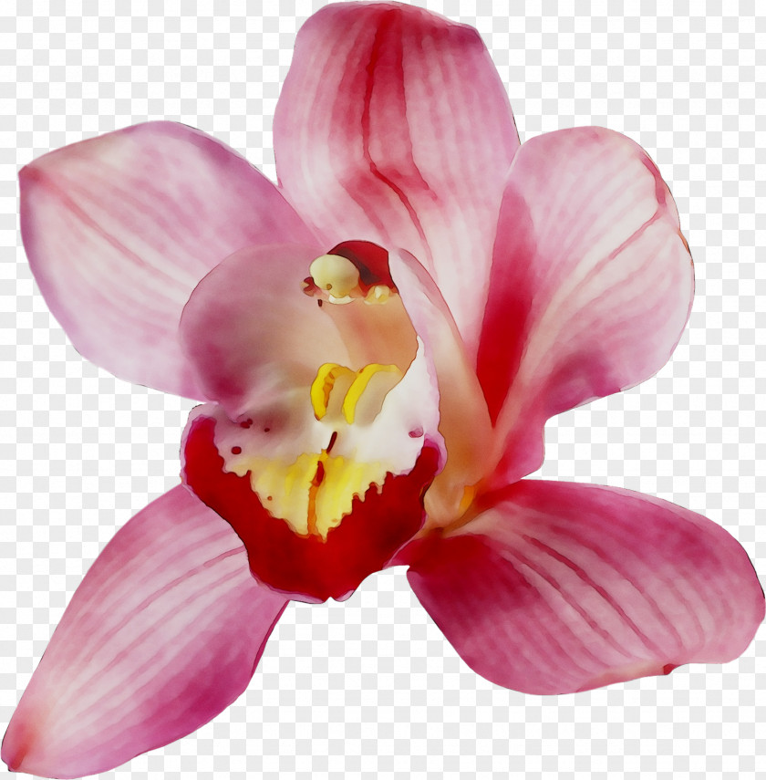 Moth Orchids Cattleya Pink M Close-up PNG