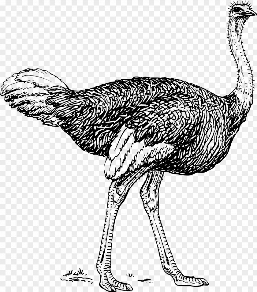 Ostrich Common Drawing Line Art Clip PNG