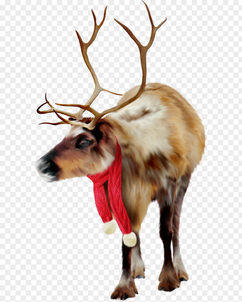 Reindeer Clip Art PNG