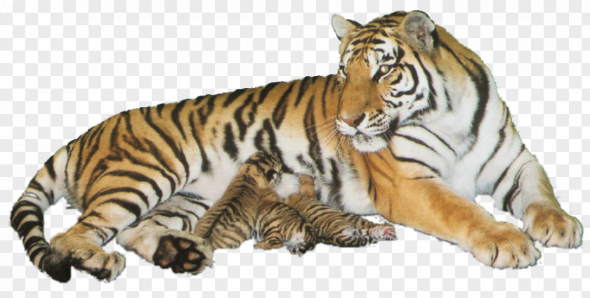 Tiger Wildlife Cat PNG