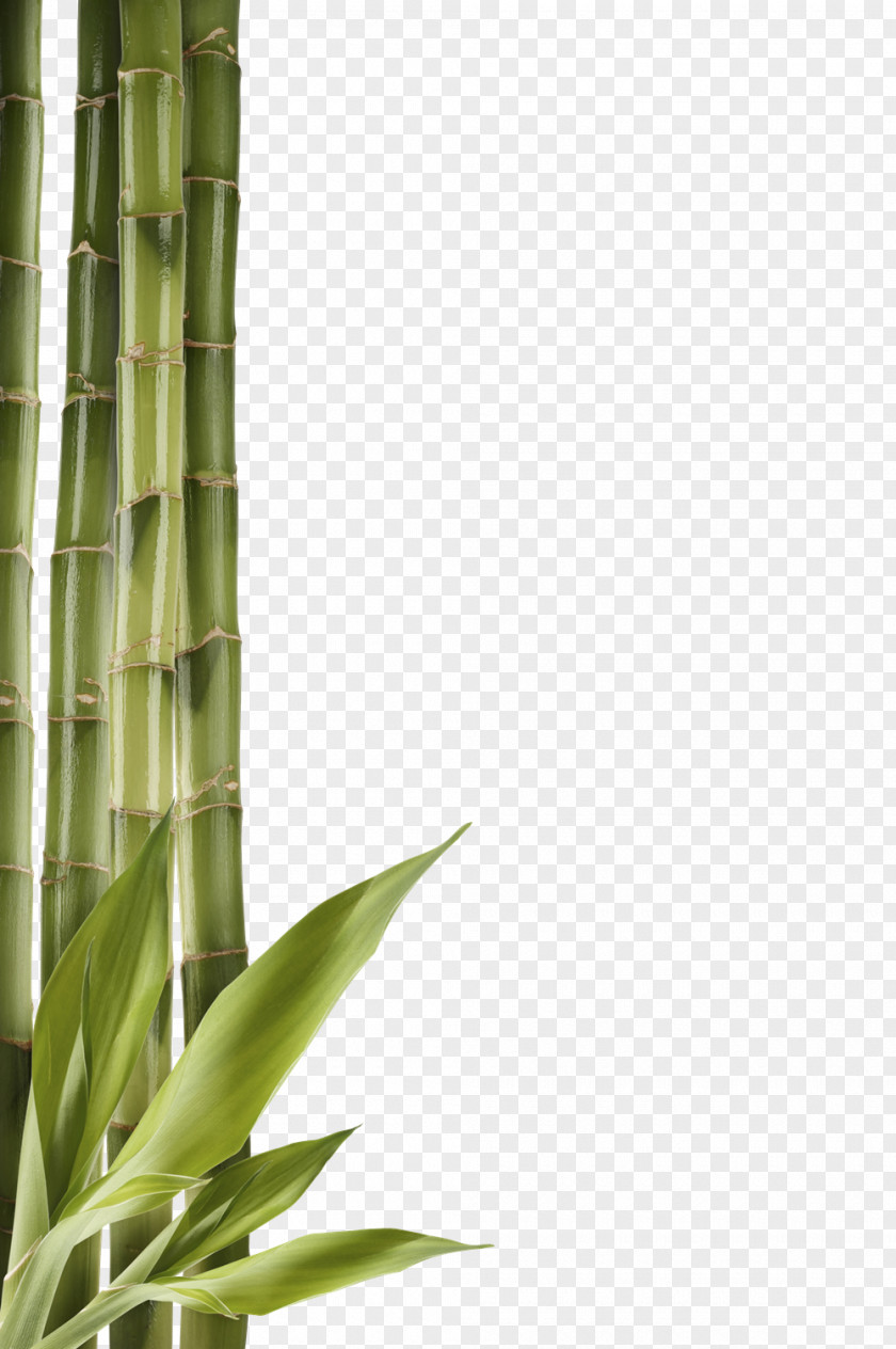 Bamboo Free Download Bambusodae Clip Art PNG