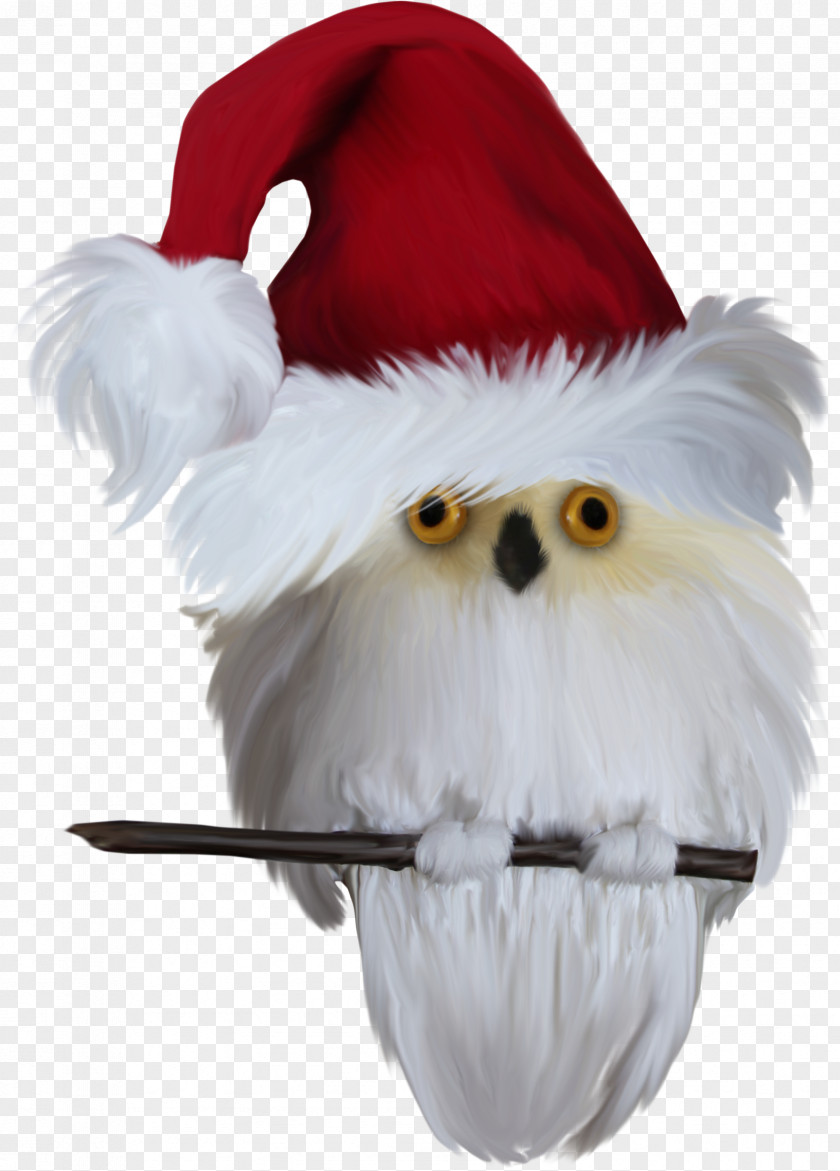 Birds Bird Owl Santa Claus Clip Art PNG