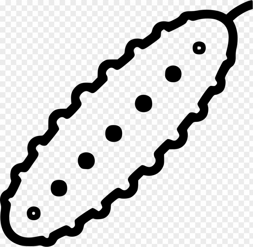 Cucumber Clip Art Pickled PNG