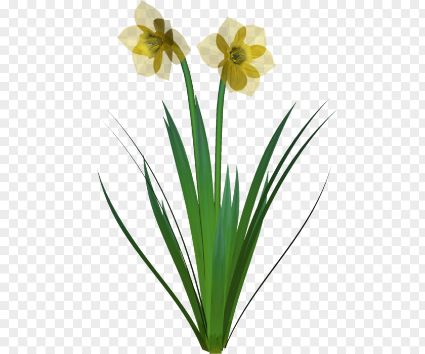 Daffidil Design Element Plant Stem Cut Flowers Narcissus Plants PNG