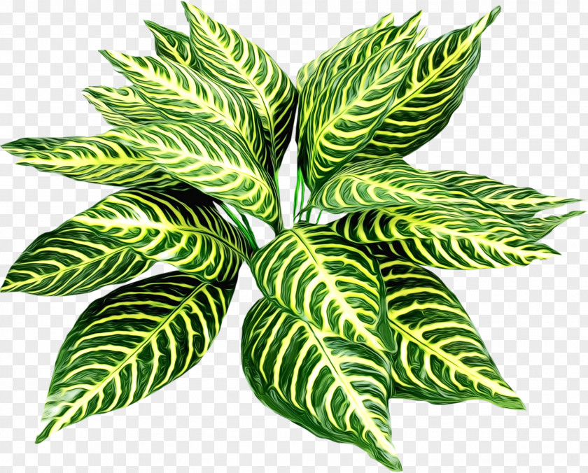 Vascular Plant Flowering Leaf Flower Terrestrial Houseplant PNG