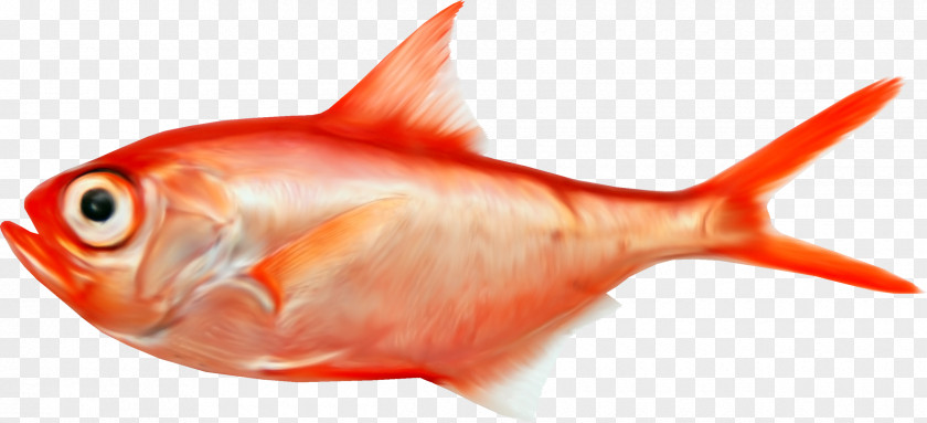 Fish Splendid Alfonsino Royal Gramma PNG