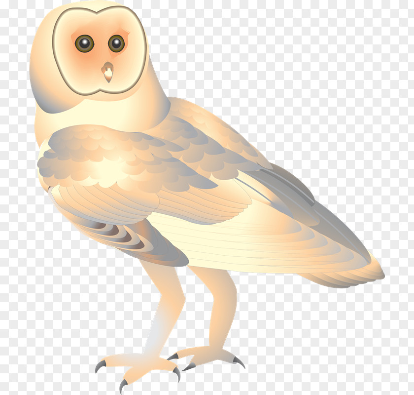 Gene Owl Beak Bird Of Prey Feather PNG