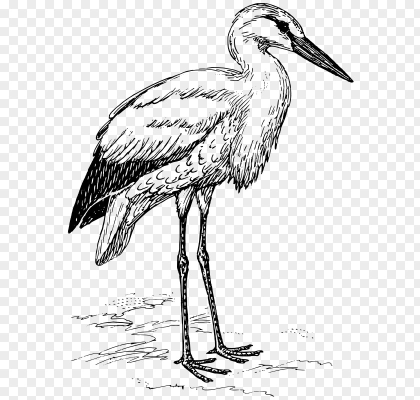 Leucaena Leucocephala Clip Art Vector Graphics White Stork PNG