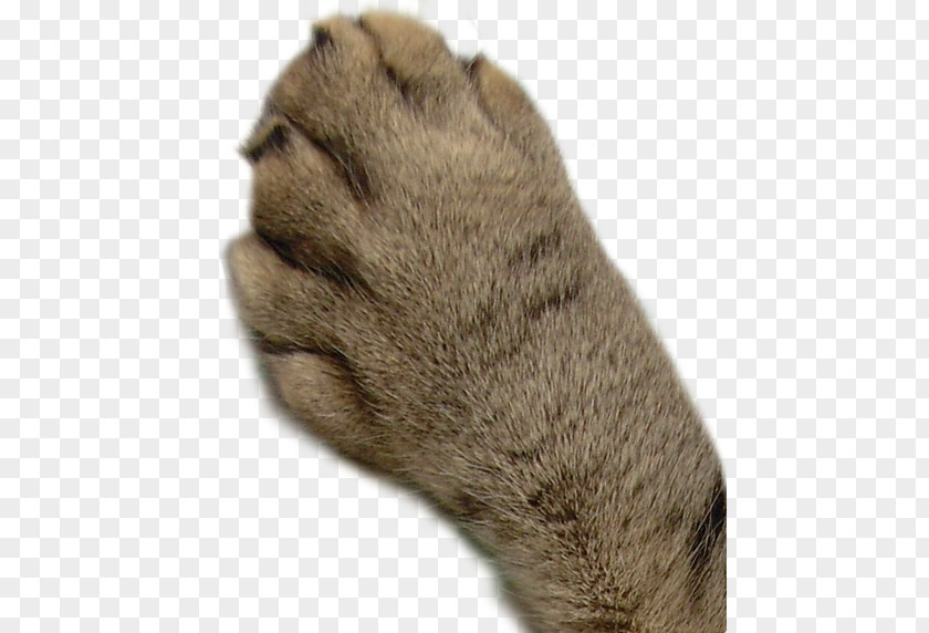 Cat Paw Mammal PNG