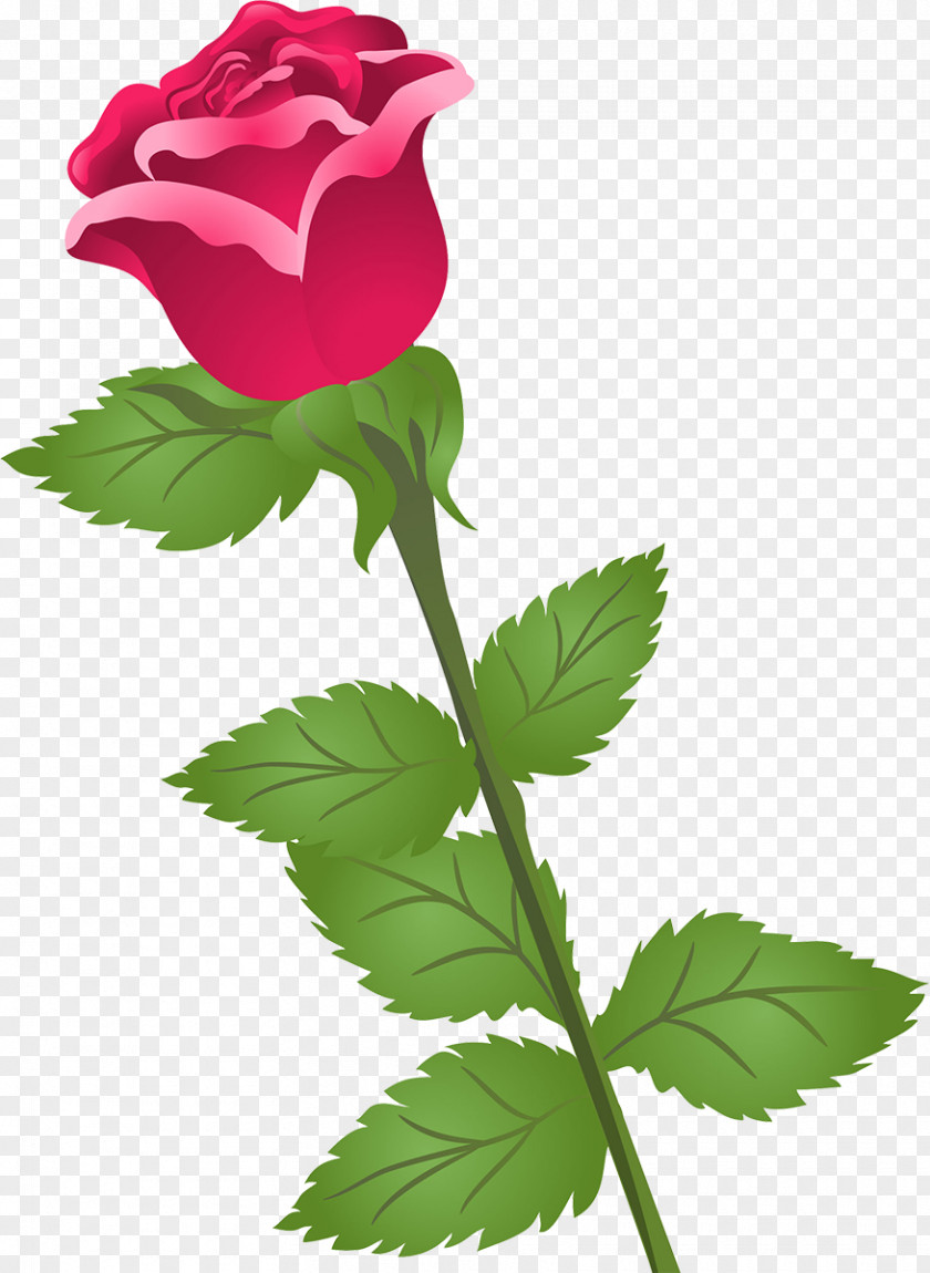 Flower Garden Roses Cabbage Rose Petal Clip Art PNG