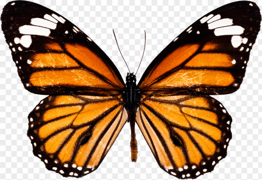 Insect The Monarch Butterfly: International Traveler Milkweed Butterflies Viceroy PNG