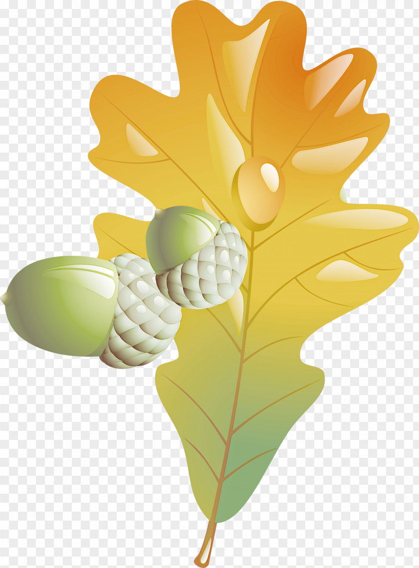 Leaf Yellow Plant Flower Tree PNG