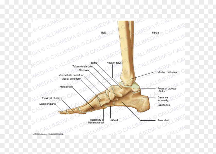 Reproductive System Finger Foot Cuneiform Bones Medial Bone Anatomy PNG