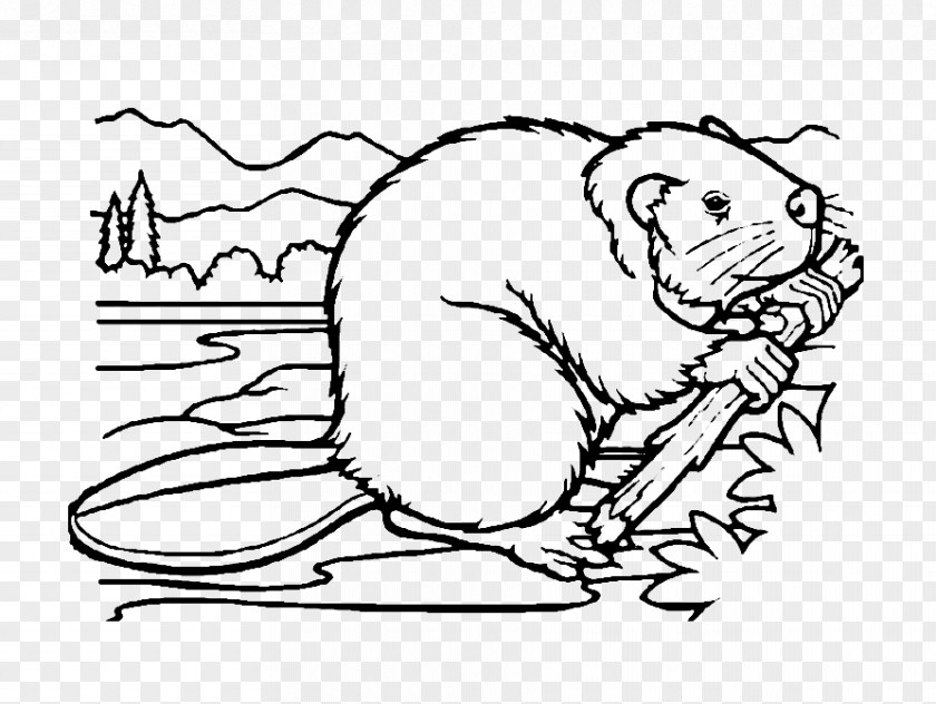 Beaver Whiskers Coloring Book Drawing PNG