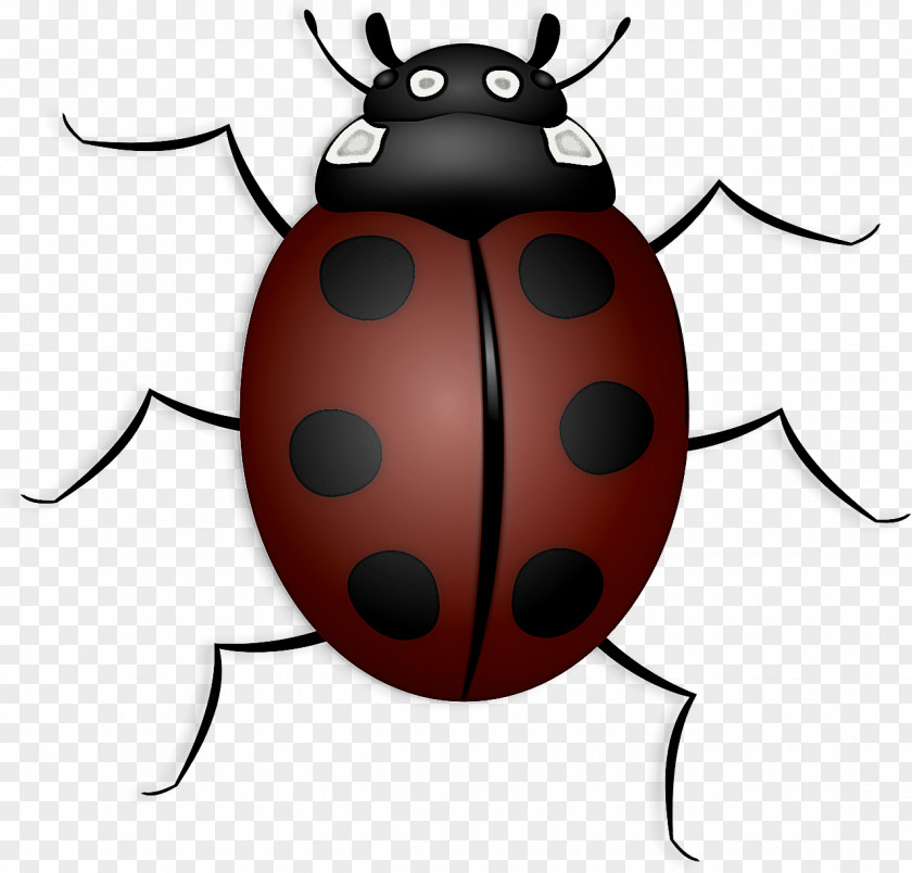 Beetles Ladybird Beetle Seven-spot Scarlet Lily Brown Marmorated Stink Bug PNG