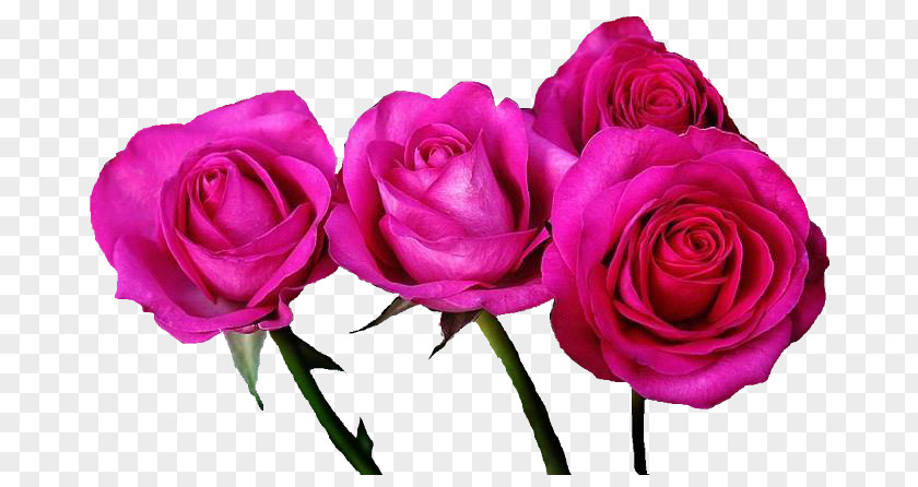 Eq Garden Roses Cabbage Rose Pink Floribunda Flower PNG