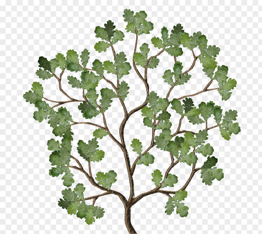 Leaf Twig Vegetable Plant Stem Family PNG