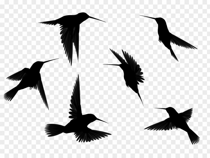Simple Bird Flight Crows Clip Art PNG