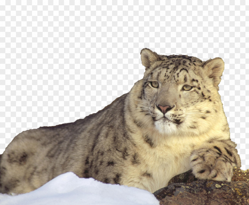 Snowy Mountains Lying On The Lazy Snow Leopard Lion Cat PNG