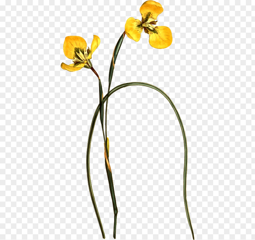 Yellow Petal Flower Illustration Clip Art Drawing Image PNG