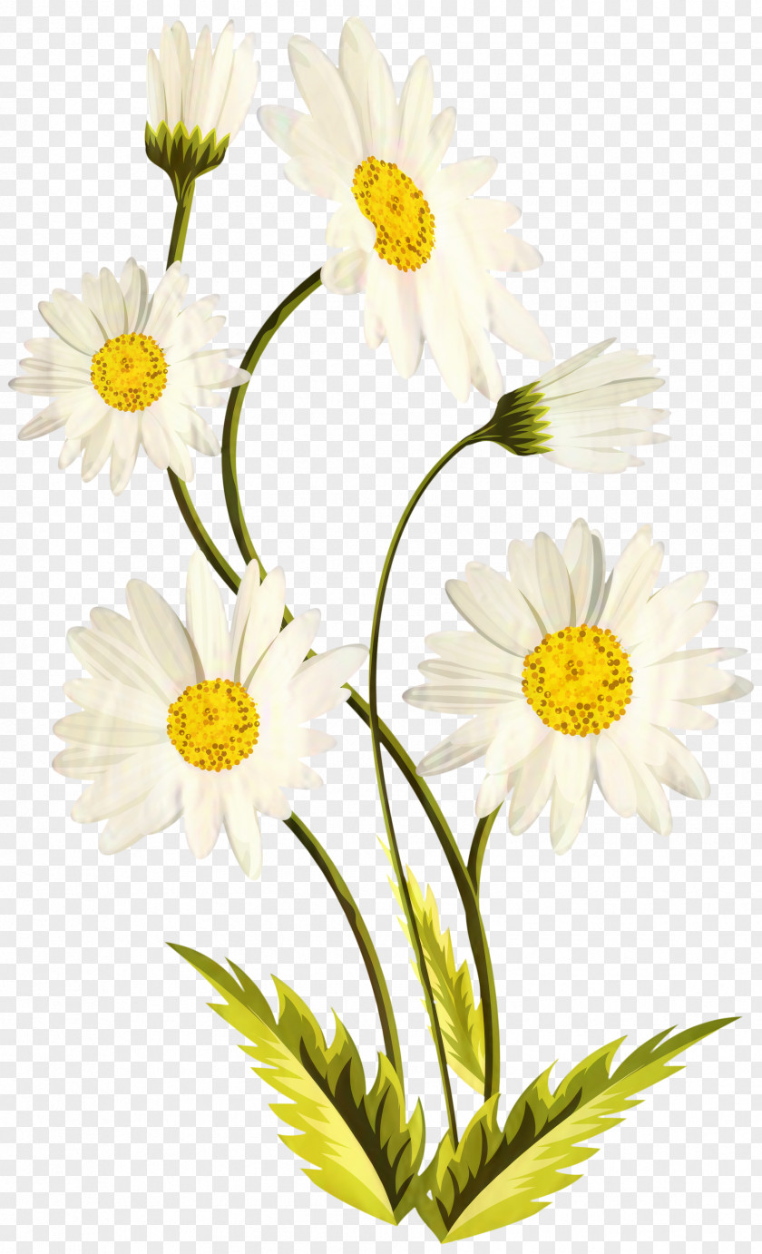 Common Daisy Image Clip Art Drawing PNG